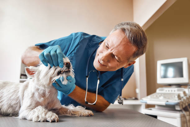 Best Same-Day Emergency Dentist in Boynton Beach, FL